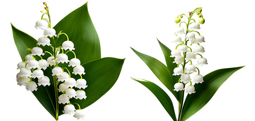 lily of the valley flower with leaves isolated on white transparent background PNG