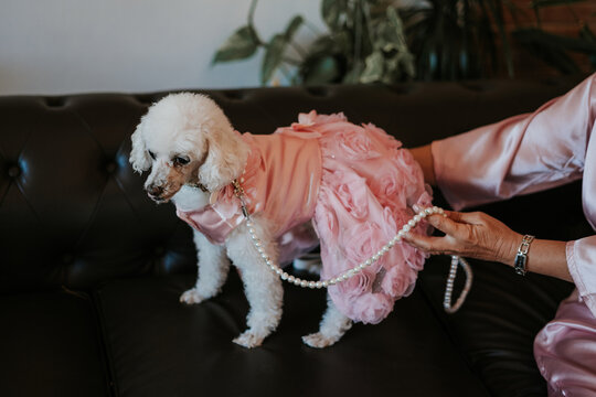 Perro de raza caniche blanco. Mujer vestida con vestido de sat&eacute;n rosa y collar de perlas. El vestido de tul rosa tiene estampado de rosas. La perrita est&aacute; al lado de su due&ntilde;o que quiere abrazarla.