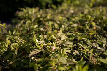 The green foliage of shrubs in summer. Background and texture. The plant is in close-up.