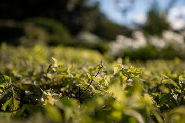 The green foliage of shrubs in summer. Background and texture. The plant is in close-up.