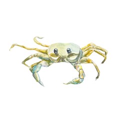 Yellow sand crab, watercolor. Illustration on a marine theme, isolated on a white background. Cards, sea banners, labels, aquarium templates.