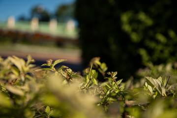 The green foliage of shrubs in summer. Background and texture. The plant is in close-up.