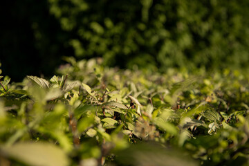 The green foliage of shrubs in summer. Background and texture. The plant is in close-up.