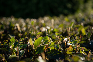 The green foliage of shrubs in summer. Background and texture. The plant is in close-up.