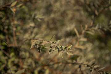 The green foliage of shrubs in summer. Background and texture. The plant is in close-up.