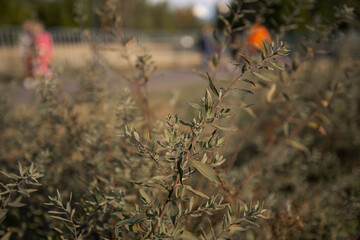 The green foliage of shrubs in summer. Background and texture. The plant is in close-up.