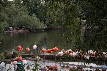Feathered birds in the pond. It's autumn time.