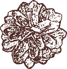 Cedar and pine tree icon, fir cone. Common seasonal allergies. Allergy for plant. Silhouette on transparent, png