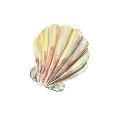 Watercolor shell, scallop. Illustration on a marine theme isolated on a white background. Cards, invitations, labels, travel banners, flyers, covers.