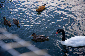 Feathered birds in the pond. It's autumn time.