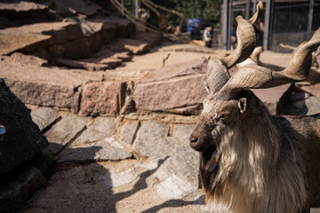 A mountain goat in nature. It's a sunny day.