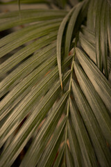 Beautiful palm leaf texture. Tropical plants.