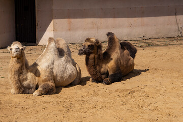 Two camels are resting on the ground.
