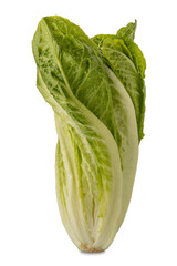 Fresh roman lettuce cut out