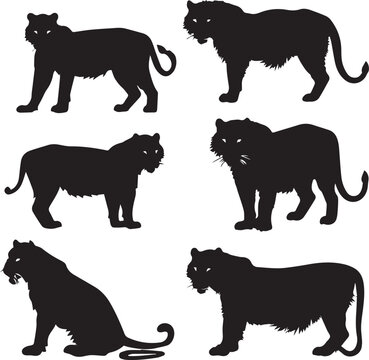 Set of Tiger silhouettes on white background 