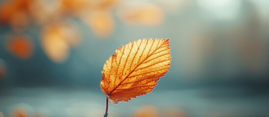 Blurry background with an aesthetic leaf.