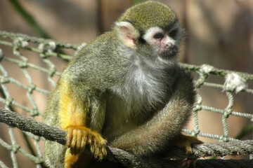 Obraz premium Portrait of a Guianan squirrel monkey