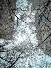 tree branches on the background of multi-storey buildings view from below