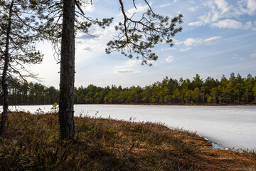 A swamp under the last melting ice in a spring pine forest. The shore is overgrown with red moss and wild rosemary with reddish leaves. Bright sunshine and cloudy sky
