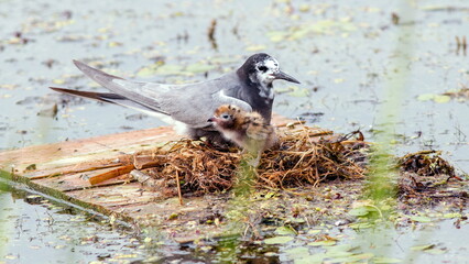baby goat in the grass