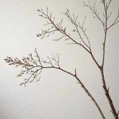 Fototapeta na wymiar branches of a tree 