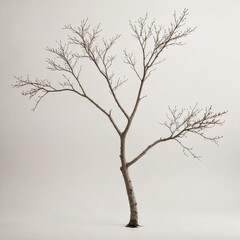 Fototapeta na wymiar branches of a tree 