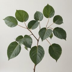leaves on white background
