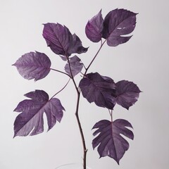 leaves on white background
