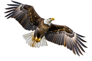 Fototapeta premium illustration of an eagle on a white background, majestic eagle on fly, Generative Ai 
