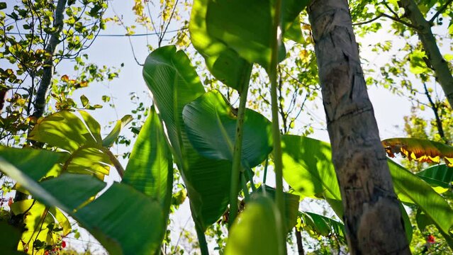 close-up Young tree seedlings are planted on a sunny alley in garden with a beautiful variety of plants and flowers