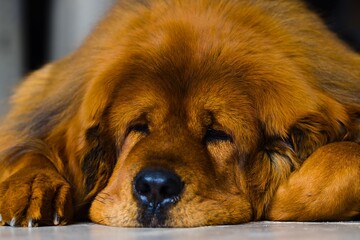 Adult Tibetan Mastiff bitch lying down, featuring a unique deep red coat. Thick winter fur.