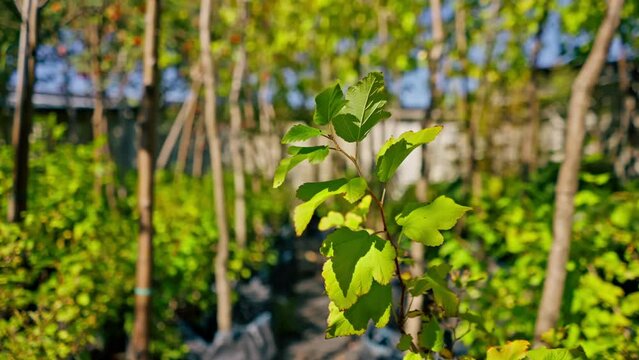 close-up Young tree seedlings are planted on a sunny alley in garden with a beautiful variety of plants and flowers