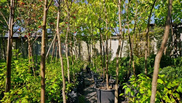 Young tree seedlings are planted on a sunny alley in garden with a beautiful variety of plants and flowers