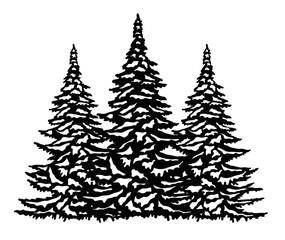 Three snowy Christmas trees, forest, fir trees, christmas tree silhouette