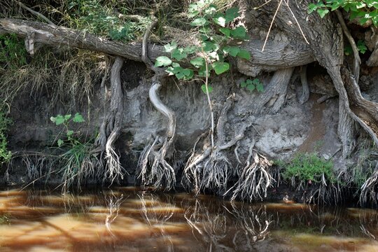 raices