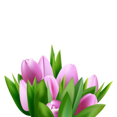 pink tulips, illustration. Tulip bloom, flowers on transparent, png. Green leaves and flowers blossom.realistic style