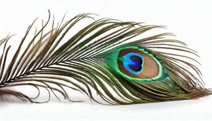 Fototapeta premium Illustration of beautiful peacock feather