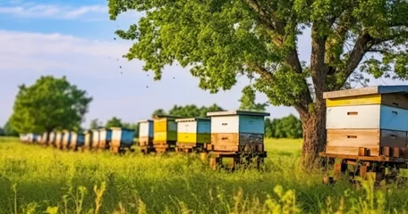 Keuken spatwand met foto A Peaceful Apiary Scene with Rows of Colored Beehives, Bees Buzzing with Summer's Bounty © Lifia