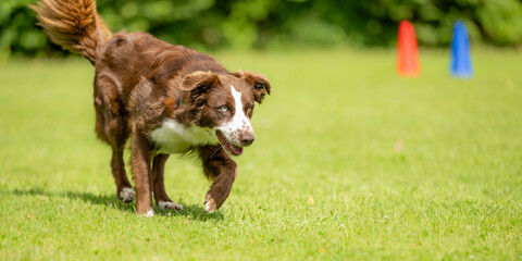 A well motivated, attentive australian shepherd dog is running across a meadow in summer, seen from...