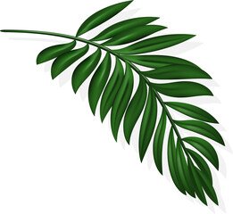 Fototapeta na wymiar coconut leaf with shadow. Assorted tropical leaves for summer decor, sales, invitations, banners, flyers.