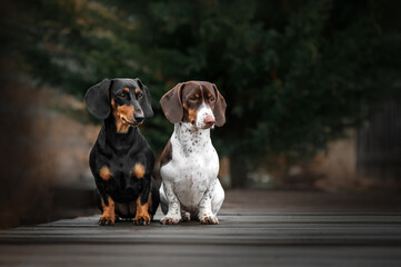 two dogs dachshund black and piebald beautiful portraits on a dark natural background walking on a...