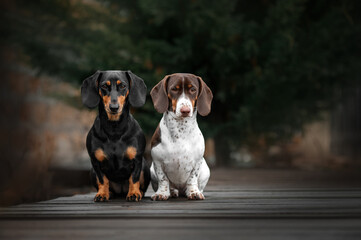 two dogs dachshund black and piebald beautiful portraits on a dark natural background walking on a...