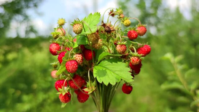 Close-up view of person holding bouquet of fresh wild forest strawberries with green leaves and red berries in a sunny summer day in forest. Soft focus. Slow motion video. Natural food theme.