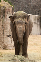 Naklejka premium Asian elephant alone in an enclosure.