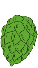 hop herb plants with leaf. on transparent, png. For labels, packaging and poster with production process brewery beer.