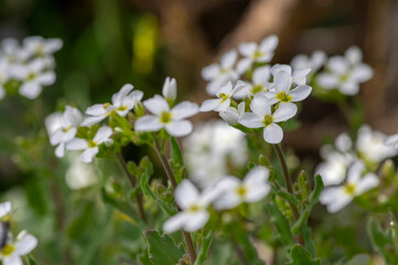 Arabis caucasica arabis mountain rock cress springtime flowering plant, causacian rockcress flowers with white petals in bloom