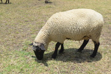 Obraz premium A solitary sheep is grazing in the field. Its wool, soft and warm.