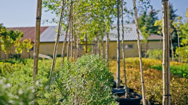 Young tree seedlings are planted on a sunny alley in garden with a beautiful variety of plants and flowers