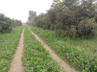 Fototapeta na wymiar oranges orchard in Winter and Spring season