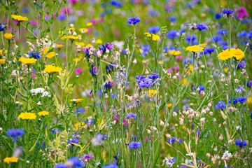 Summer meadow flowers during the day light.